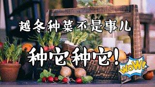 可以越冬的蔬菜种植 ，抗冻蔬菜