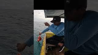 mancing strike ikan merah di siang hari#shorts#mancing