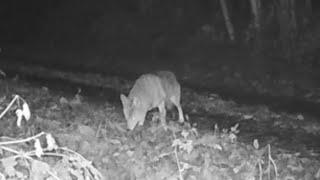 Trail Camera Is this a Coyote?