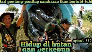 lari pontang-panting mengejar sambaran ikan gabus jumbo warta petani muda hidup di hutan