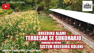 Breeding Sapi Alami TERBESAR Se - Sukoharjo. Rencana Kedepan Sistem Breeding KOLONI. #peternakansapi