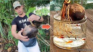 Easy way to make a Coconut Bonsai in Water - Beautiful Bonsai Aquarium