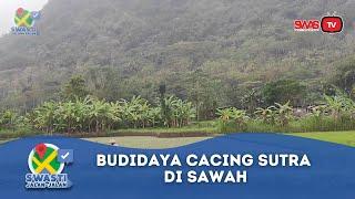 Petualangan Mas Taufik Menjelajahi Budidaya Cacing Sutra di Sawah
