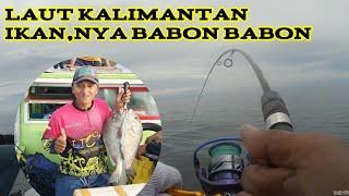 MANCING DI LAUT BATU KARANG TANAH BUMBU KALIMANTAN SELATAN IKANNYA BESAR BESAR