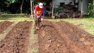 Cara Sederhana Buat Bedengan Untuk Tanaman Sayuran di Lahan Tegalan Dengan Cangkul