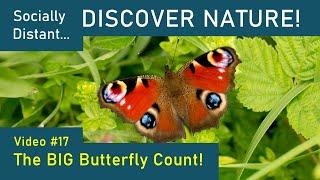 The Big Butterfly Count - Discover Nature #17
