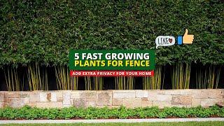 Extra Privacy Ideas 5 Fast Growing Plants for Fence 