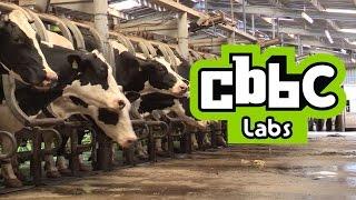 CBBC LABS The Muckers Milking Cows - What do you think?