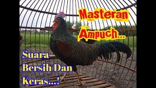 Suara masteran  nyanggong ayam hutan hijau memanggil lawan #ayamhutanhijaugacor