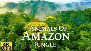 Amazon Jungle 4K Wild Animals of Rainforest Relaxation Film Meditation Music & Nature Sounds