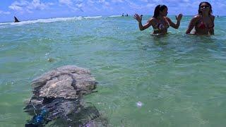 I went metal detecting underwater and the sharks showed up Shark Week on the 4th of July