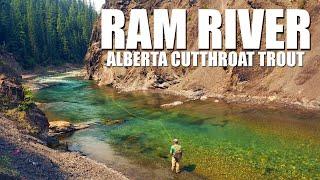 Fly Fishing Albertas Ram River Canyon for Cutthroat Trout - Multiple Fly Fishing Tactics