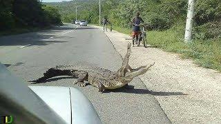 Crocodile KLLS Man in Portmore  Teach Dem