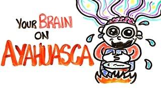 Your Brain On Ayahuasca The Hallucinogenic Drug