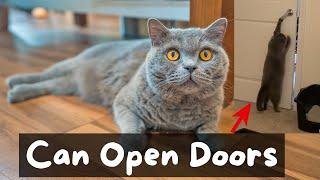 Things to Know Before Getting a British Shorthair Cat  The Cat Butler