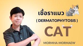 เชื้อราแมว  ringworm  แมวเป็นเชื้อรา รักษายังไง? #กลาก #แมว #กลากแมว #dermatology #cat