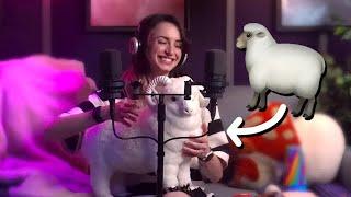 Highly Requested Sheep ASMR