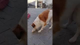 Não acredito  ela fez dinovo #doginteligente #cachorrointeligente #pandora