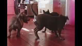 American Bully fighting #viral #americanbully #highlights