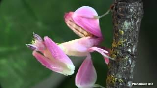 Orchid Mantis - Super PINK