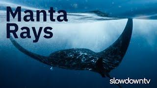 Underwater Manta Rays - slowdowntv