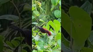 Pohnpei Micronesian Myzomela feeding