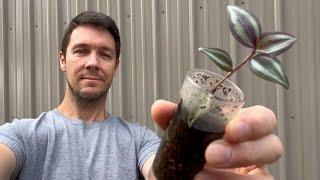 What do I do with My Rooted Cuttings Now  Plant Propagation Tips and Tricks