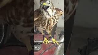 king of sky#birds #shikra #shikrahunting #shikratraining #sparrowhawk#goshawk #falcon #eaglehunting