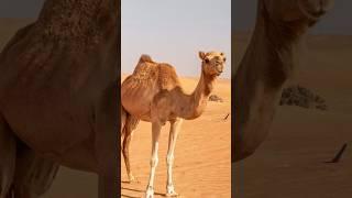 Unbelievable Camel Drinking Abilities  #animals #facts