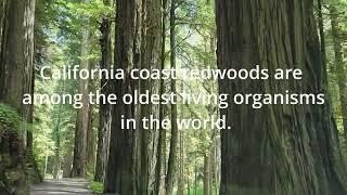 A Drive Through A California Redwood Forest