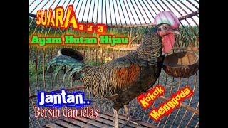 SUARA AYAM HUTAN HIJAU BERKOKOK.