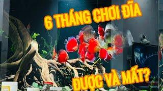 Trải nghiệm chơi cá Đĩa sau 6 tháng - ĐƯỢC GÌ và MẤT GÌ?