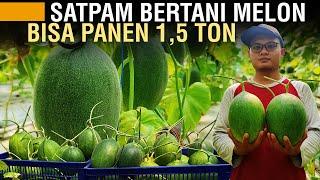 CERITA PETANI MELON DARI GAGAL 50% SAMPAI PANEN 15 TON