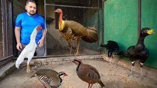 Yellow Knobbed Curassow Breeding Farm Red Golden Pheasant Ground Birds Farming Hsn Entertainment