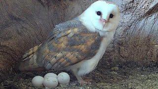 Barn Owl Lays Precious Third and Fourth Egg  Gylfie & Dryer  Robert E Fuller