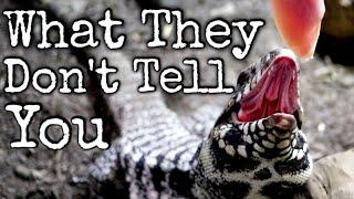 What You Need To Know Before Getting A Tegu