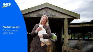 Paddock to Plate free-range duck farming on Victoria’s coast  Great Ocean Ducks