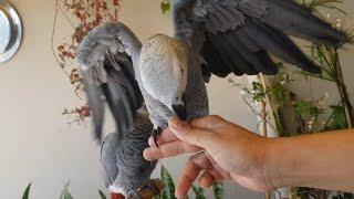 how to train african grey parrot to sit on hand  grey parrot loving with owner  parrots life