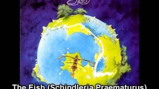 Yes - The Fish Schindleria Praematurus.mov