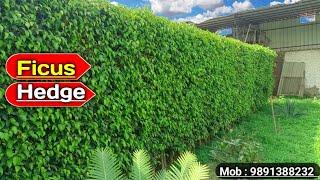 Big boundary wall plant ficus benjamina  घर के किनारों पर कौन सा पौधा लगाये 