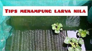 PENAMPUNGAN LARVA NILA sederhana dan mudah