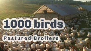 THIS NEW PASTURED POULTRY PEN COULD CHANGE EVERYTHING S4 ● E91