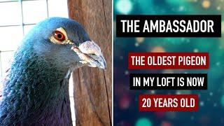 Oldest Pigeon in My Loft - Ambasador is 20 Years Old