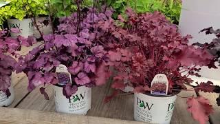 Heuchera  Dolce® Wildberry & Cherry Truffles Coral Bells  Gorgeous COLORFUL foliage