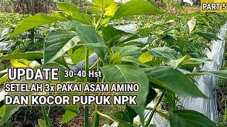 UPDATE KONDISI CABE RAWIT SETELAH 3x PAKAI ASAM AMINO DAN KOCOR NPK