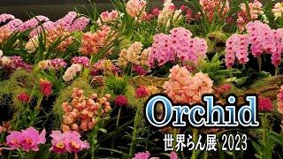 【4K Orchid】 International Orchid and Flower Show 2023. #世界らん展2023 #4K #orchid