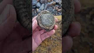 Ammonite Fossil pops off old Rock  #fossilhunting #fossils #sea #rock #shorts #beach #ammonite