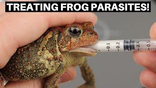 Treating Frogs For Internal Parasites With Fenbendazole - Benjamins Exotics