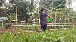 HARVESTING Taro and sweet potato   Making Benignit