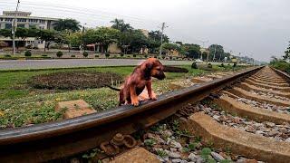 I found a homeless dog scavenging for food on the train tracks I adopted her